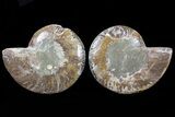 Bargain, Cut & Polished Ammonite Fossil #73965-1